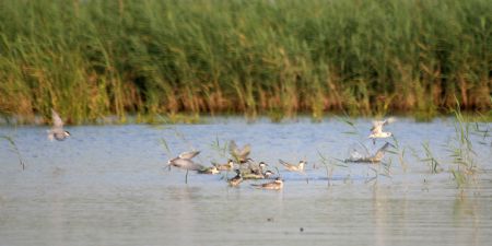 A flock of birds rest on the bird island in Qilihai wetland in Ninghe County, north China's Tianjin Municipality, Aug. 23, 2009.(Xinhua/Ren Lihua)