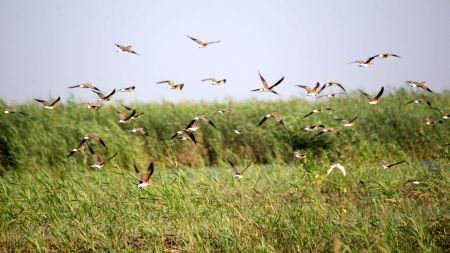 A flock of birds hover over the bird island in Qilihai wetland in Ninghe County, north China's Tianjin Municipality, Aug. 23, 2009.(Xinhua/Ren Lihua)