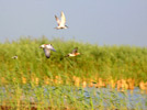 Land of freedom for bird: Qilihai wetland