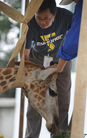Staff workers prepare to do transfusion for Feifei, a sick female giraffe, at Hefei Wildlife Park in Hefei, capital of east China's Anhui Province, Aug. 24, 2009