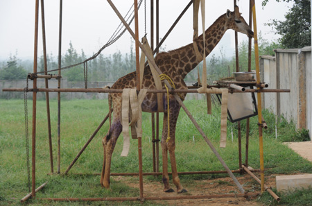 Brackets are set to help Feifei, a sick female giraffe, stand straight before it receives transfusion at Hefei Wildlife Park in Hefei, capital of east China's Anhui Province, Aug. 24, 2009