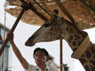 Giraffe receives treatment at Hefei Wildlife Park