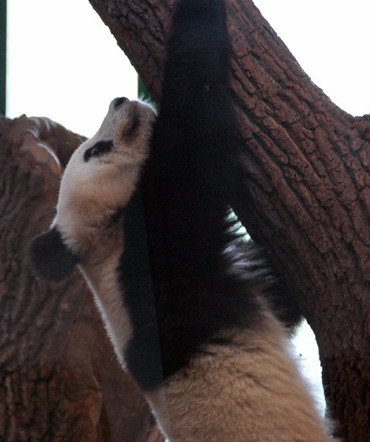 Giant panda Fu Long climbs a tree at the Schoenbrunn zoo in Vienna, capital of Austria, Aug. 23, 2009.[Xinhua] 