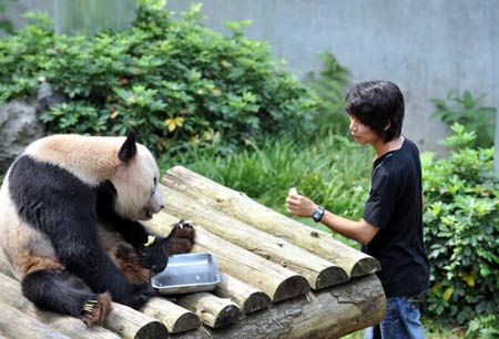 A breeder feeds giant panda 'Yangyang' in a zoo of the Seven Star Scenic Area in Guilin, southwest China's Guangxi Zhuang Autonomous Region, on Aug. 27, 2009. Many citizens and tourists came to the zoo to see 'Yangyang' as it will be transfered back to the Sichuan Wolong Panda Protection and Research Center.[Chen Ruihua/Xinhua]