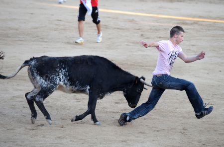 A man dallies with a bull in San Sebastian, a town in central Spain, Aug. 26, 2009. Different from bull fighting, dallying with bulls is to seek fun by running and dodging bulls instead of killing them.[Chen Haitong/Xinhua]