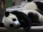 25 baby pandas born since 5.12 earthquake