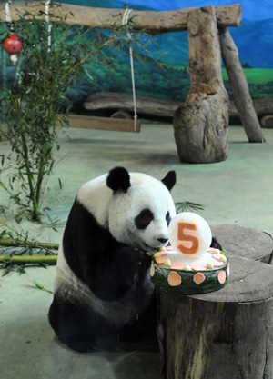Panda Yuanyuan enjoys her birthday cake in the zoo in Taipei of southeast China's Taiwan Province, Aug. 30, 2009. Pandas Tuantuan and Yuanyuan were celebrating their fifth birthday in succession after eight months moved from Ya'an of southwest China's Sichuan Province. Yuanyuan was born on Aug. 30, 2004 and Tuantuan on Sept. 1 of the same year. (Xinhua/Wu Ching-teng)
