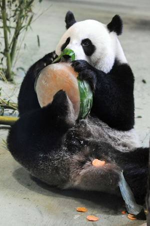  Panda Yuanyuan enjoys her birthday cake in the zoo in Taipei of southeast China's Taiwan Province, Aug. 30, 2009. 