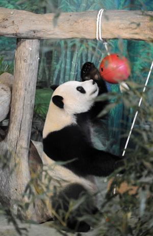 Panda Tuantuan stands up reaching for food in the zoo in Taipei of southeast China's Taiwan Province, Aug. 30, 2009.(Xinhua/Wu Ching-teng)