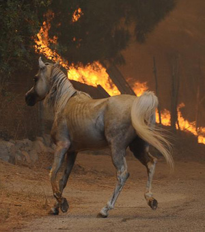 A horse runs from the flames as fire burns around it during the Station Fire in the Big Tujunga area of Los Angeles, California August 29,2009. 