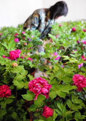 A Chinese gardener checks peony flowers grown in a greenhouse on a flower farm in Luoyang city of central China's Henan Province, August 31, 2009. (Xinhua/Gao Shanyue)