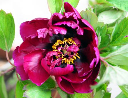 The picture shows peony flowers grown in a greenhouse on a flower farm in Luoyang city of central China's Hunan Province, August 31, 2009. (Xinhua/Gao Shanyue)