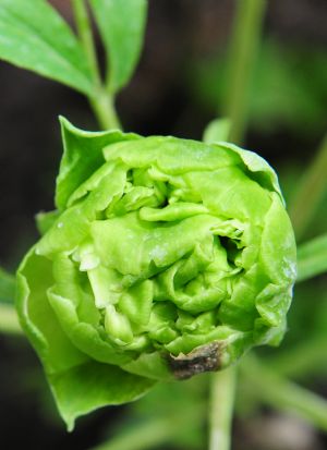 The picture shows green peony flowers grown in a greenhouse on a flower farm in Luoyang city of central China's Henan Province, August 31, 2009. (Xinhua/Gao Shanyue)