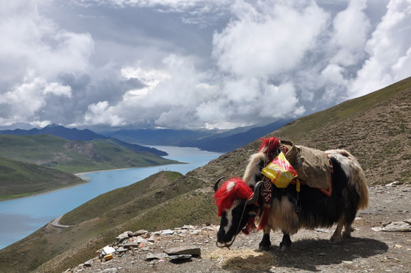 A well-decorated yak for phototaking is standing in front of the Yangzhuoyongcuo Lake, one of the most famous lakes in Tibet. [Photo: CRIENGLISH.com]