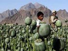 Afghanistan's opium production falls 10 percent