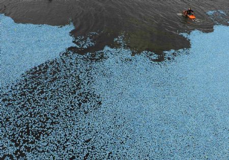 A canoeist paddles among thousands of plastic ducks on the River Thames at Molesey Lock, west of London September 6, 2009.[Xinhua/Reuters]