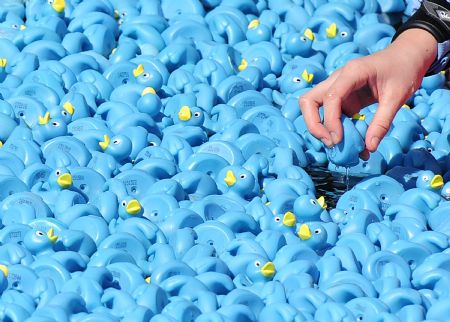 A woman places a plastic duck among thousands of others on the River Thames at Molesey Lock, west of London September 6, 2009.[Xinhua/Reuters]