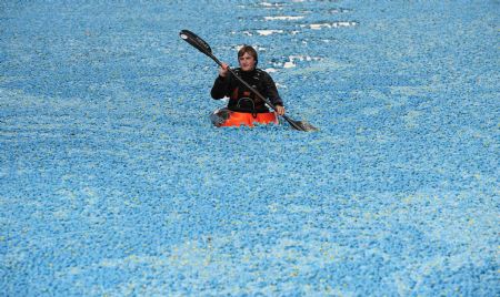 A canoeist paddles near thousands of plastic ducks on the River Thames at Molesey Lock, west of London September 6, 2009.[Xinhua/Reuters]