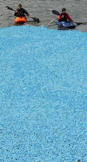 Canoeist paddle among thousands of plastic ducks on the River Thames at Molesey Lock, west of London September 6, 2009.[Xinhua/Reuters]