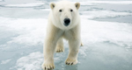 Incredible photos of polar bears in Svalbard