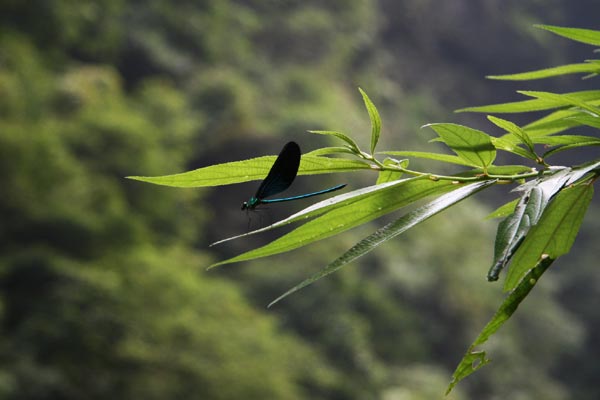 A blue dragonfly rests on the tip of a tree leaf in Tianlong Canyon, Hunan Province. [Photo:CRIENGLISH.com/ Duan Xuelian] 