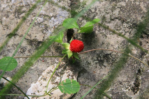 Small wild strawberry plants thrive in the cracks of the stone wall in Tianlong Canyon, Hunan Province. [Photo:CRIENGLISH.com/ Duan Xuelian]