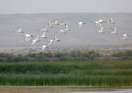 Egrets fly over the Heihe wetland of Gaotai County in Zhangye City, northwest China's Gansu Province, Sept. 7, 2009. The birds Population there has increased thanks to the efforts that have been made to protect the environment of the wetland in the city.