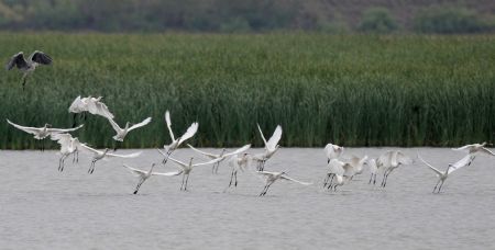 Egrets fly over the Heihe wetland of Gaotai County in Zhangye City, northwest China's Gansu Province, Sept. 7, 2009.(