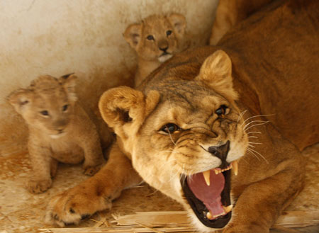 Tamara the lioness roars at visitors in front of her cubs in their enclosure at Jordan's Zoo near Amman September 7, 2009. Tamara's cubs are a month old. 