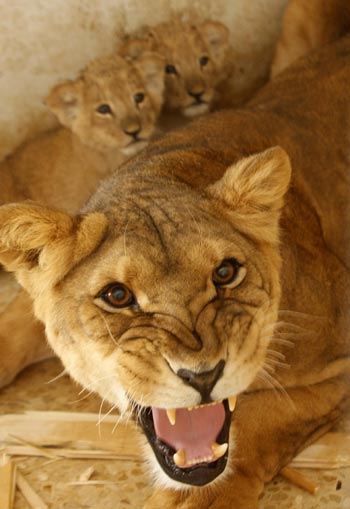 Tamara the lioness roars at visitors in front of her cubs in their enclosure at Jordan's Zoo near Amman September 7, 2009. Tamara's cubs are a month old.(