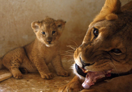Tamara the lioness chews on a piece of meat in front of her cub in their enclosure at Jordan's Zoo near Amman September 7, 2009. Tamara gave birth to two cubs a month ago.