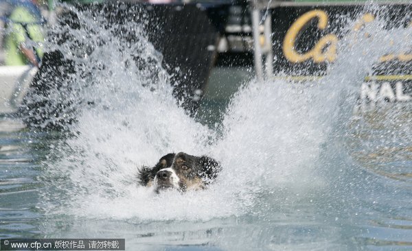 A Dog taking part fly through the air at a Dock Jumping event at the Duchess County Fair, Rhinebeck, New York on the 30th August 2009. [CFP]