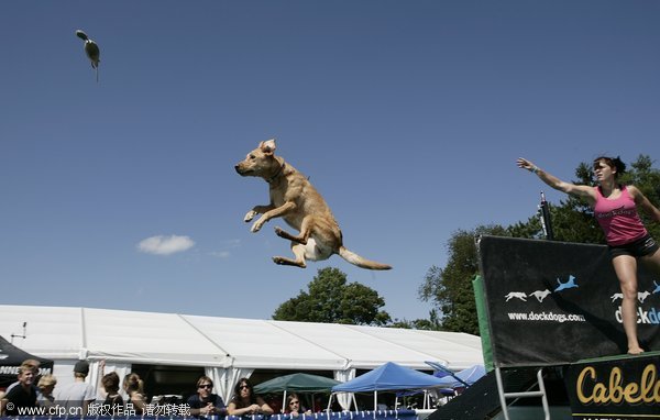 A Dog taking part fly through the air at a Dock Jumping event at the Duchess County Fair, Rhinebeck, New York on the 30th August 2009. [CFP]