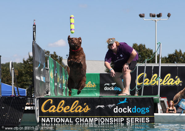 A Dog taking part fly through the air at a Dock Jumping event at the Duchess County Fair, Rhinebeck, New York on the 30th August 2009. [CFP]