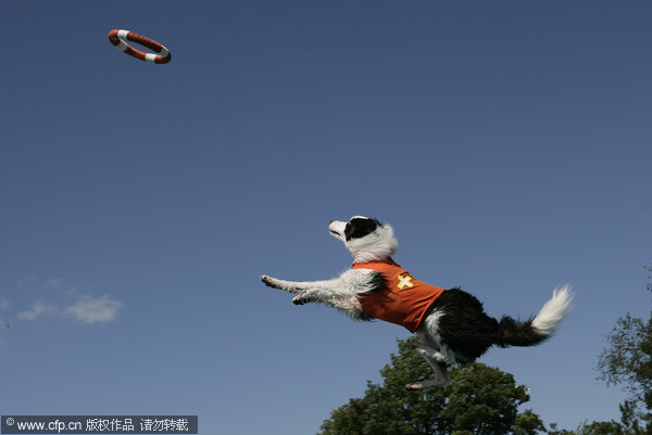 A Dog taking part fly through the air at a Dock Jumping event at the Duchess County Fair, Rhinebeck, New York on the 30th August 2009. [CFP]