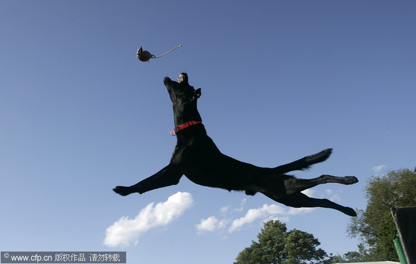 A Dog taking part fly through the air at a Dock Jumping event at the Duchess County Fair, Rhinebeck, New York on the 30th August 2009. [CFP]