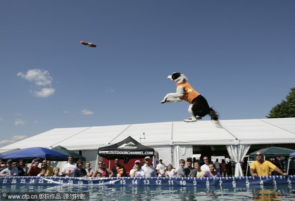 A Dog taking part fly through the air at a Dock Jumping event at the Duchess County Fair, Rhinebeck, New York on the 30th August 2009. [CFP]