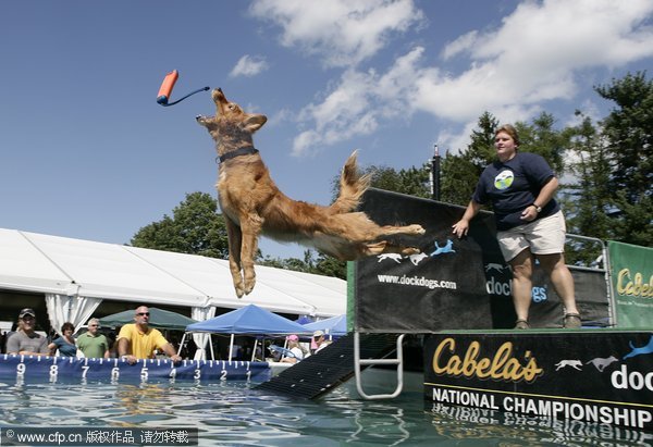 A Dog taking part fly through the air at a Dock Jumping event at the Duchess County Fair, Rhinebeck, New York on the 30th August 2009. [CFP]