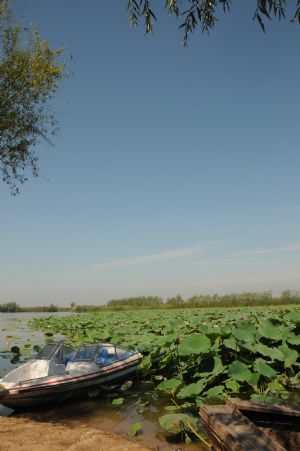 Tourists visit the everglade by boat at the Hengshui Lake, Hengshui, north China's Hebei Province, Sept. 9, 2009. (Xinhua/Wang Min)