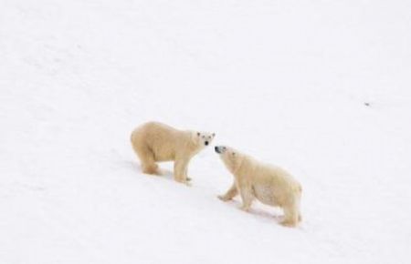 Marine mammal expert and World Wildlife Fund (WWF) spokesperson, Dr Tom Arnbom, 50, from Stockholm, Sweden, thinks the bears in these images could be part of only two growing populations in the world