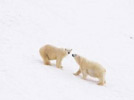 Polar bears in Norway's remote Svalbard archipelago