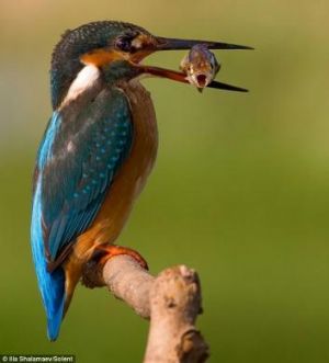 Last supper: The fish appears to be terrified as it takes its final breath trapped in the beak of the kingfisher. 