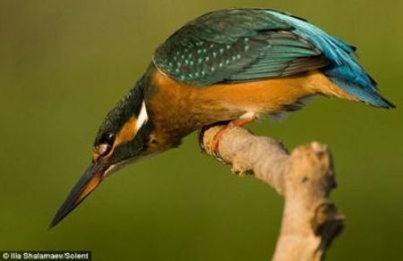Poised to attack: The kingfisher waits for the right moment...