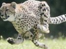 Sarah the cheetah, the world's quickest cat