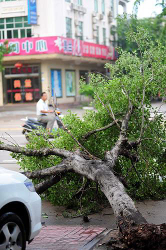 A tree trunk uprooted by the gale lies on A street in Qionghai City, south China's Hainan Province, Sept. 11, 2009. [Photo: Xinhua]