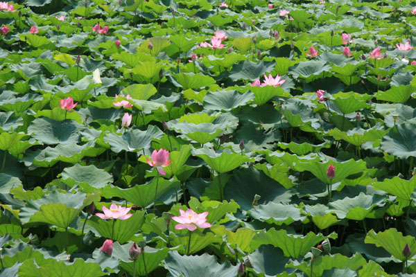 Lotus flowers bloom in the pond. [Photo:CRIENGLISH.com/Duan Xuelian]