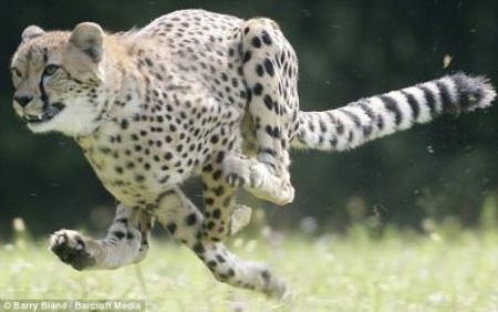 Speedy: Sarah the cheetah is officially the fastest mammal on land after 