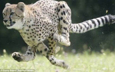 Speedy: Sarah the cheetah is officially the fastest mammal on land after running 100m in just 6.13 seconds.