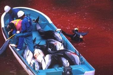 File photo shows Japanese fishermen riding a boat loaded with slaughtered dolphins at the blood-covered water cove in Taiji harbor.[CCTV/AFP/Sea Shepherd Conservation Society/File]