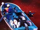 Japanese town suspends killing dolphins
